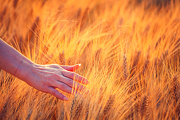 A young woman's hand touching some ear of corns in a wheat field. Young girl in a concettual scene, Italy, Europe