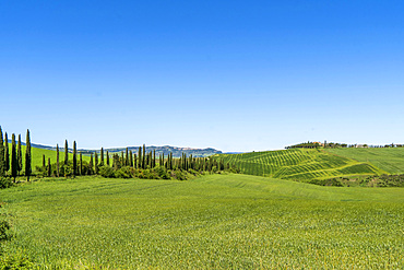 Countryside landscape of the Val d'Orcia, Agricultural Estate, Cypresses, San Quirico díOrcia, UNESCO, World Heritage Site, Tuscany, Italy, Europe