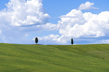 Countryside landscape of the Val d'Orcia, Cypresses, San Quirico díOrcia, UNESCO; World Heritage Site, Tuscany, Italy, Europe