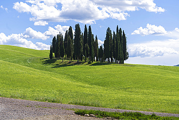 Countryside landscape of the Val d'Orcia, Cypresses, San Quirico díOrcia, UNESCO; World Heritage Site, Tuscany, Italy, Europe