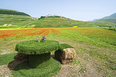 Sibillini Mountains National Park, summer Flowering, Castelluccio di Norcia, Umbria, Italy, Europe