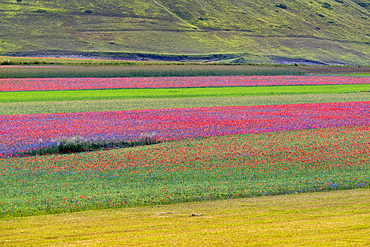 Sibillini Mountains National Park, summer flowering , Castelluccio di Norcia, Umbria, Italy, Europe