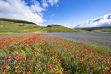 Sibillini Mountains National Park, summer flowering , Castelluccio di Norcia, Umbria, Italy, Europe