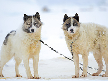 Sled dogs (Greenland Dog) on sea ice during winter near Uummannaq in northern Westgreenland beyond the arctic circle. North America, Greenland, Danish territory