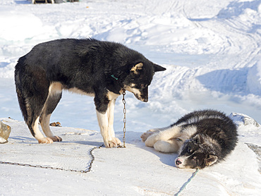 Sled dogs (Greenland Dog) on sea ice during winter near Uummannaq in northern Westgreenland beyond the arctic circle. North America, Greenland, Danish territory