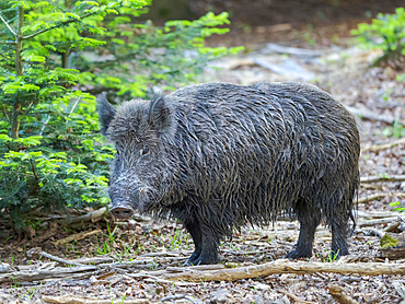 Wild Boar (Sus scrofa) in high forest. Enclosure in the National Park Bavarian Forest, Europe, Germany, Bavaria