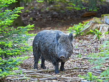 Wild Boar (Sus scrofa) in high forest. Enclosure in the National Park Bavarian Forest, Europe, Germany, Bavaria