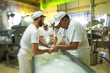 Production of the excellent buffalo mozzarella from Campania at the dairy La Baronia; Caserta; Campania; Italy