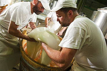 Production of the excellent buffalo mozzarella from Campania at the dairy La Baronia; Caserta; Campania; Italy