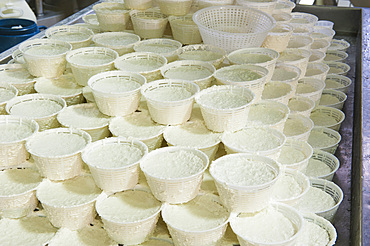 Production of the excellent buffalo ricotta from Campania at the dairy La Baronia; Caserta; Campania; Italy