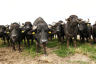 Breeding of semi-wild buffaloes in the Campania plain; Italy