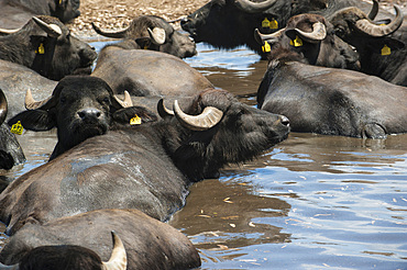 Breeding of semi-wild buffaloes in the Campania plain; Italy