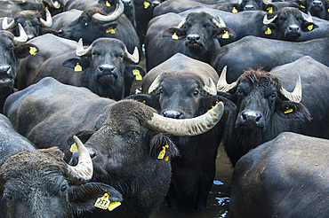 Breeding of semi-wild buffaloes in the Campania plain; Italy