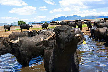 Breeding of semi-wild buffaloes in the Campania plain; Italy