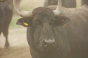 Breeding of semi-wild buffaloes in the Campania plain; Italy