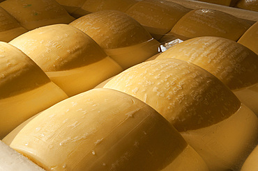 Production of Parmigiano Reggiano cheese at the Caseificio Sociale Castellazzo, Campagnola Emilia, Modena, Emilia Romagna, Europe, Italy