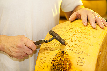 Seasoning test , Production of Parmigiano Reggiano cheese at the Caseificio Sociale Castellazzo, Campagnola Emilia, Modena, Emilia Romagna, Europe, Italy