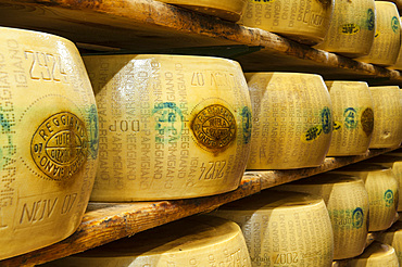 Production of Parmigiano Reggiano cheese at the Hombre dairy, Modena, Emilia Romagna, Europe, Italy