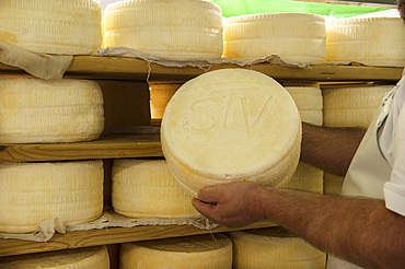 Sant'Antonio Agricultural Cooperative, Dairy company for the production of Strachitunt, typical raw milk cheese, raw paste, possibly blue, produced with whole cow's milk with the two curds technique, milk is obtained about a hundred Brown Alpine cows at 800 meters above sea level, DOP cheese, Val Taleggio valley; Lombardy; Italy; Europe.