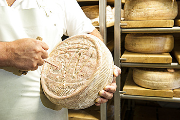 Sant'Antonio Agricultural Cooperative, Dairy company for the production of Strachitunt, typical raw milk cheese, raw paste, possibly blue, produced with whole cow's milk with the two curds technique, milk is obtained about a hundred Brown Alpine cows at 800 meters above sea level, DOP cheese, Val Taleggio valley; Lombardy; Italy; Europe.