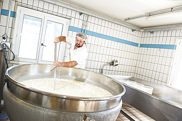 Sant'Antonio Agricultural Cooperative, Dairy company for the production of Strachitunt, typical raw milk cheese, raw paste, possibly blue, produced with whole cow's milk with the two curds technique, milk is obtained about a hundred Brown Alpine cows at 800 meters above sea level, DOP cheese, Val Taleggio valley; Lombardy; Italy; Europe.