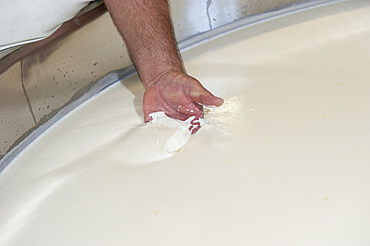 Sant'Antonio Agricultural Cooperative, Dairy company for the production of Strachitunt, typical raw milk cheese, raw paste, possibly blue, produced with whole cow's milk with the two curds technique, milk is obtained about a hundred Brown Alpine cows at 800 meters above sea level, DOP cheese, Val Taleggio valley; Lombardy; Italy; Europe.