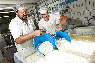 Sant'Antonio Agricultural Cooperative, Dairy company for the production of Strachitunt, typical raw milk cheese, raw paste, possibly blue, produced with whole cow's milk with the two curds technique, milk is obtained about a hundred Brown Alpine cows at 800 meters above sea level, DOP cheese, Val Taleggio valley; Lombardy; Italy; Europe.