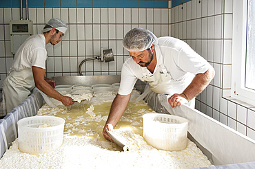 Sant'Antonio Agricultural Cooperative, Dairy company for the production of Strachitunt, typical raw milk cheese, raw paste, possibly blue, produced with whole cow's milk with the two curds technique, milk is obtained about a hundred Brown Alpine cows at 800 meters above sea level, DOP cheese, Val Taleggio valley; Lombardy; Italy; Europe.