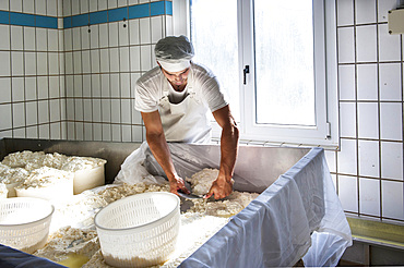 Sant'Antonio Agricultural Cooperative, Dairy company for the production of Strachitunt, typical raw milk cheese, raw paste, possibly blue, produced with whole cow's milk with the two curds technique, milk is obtained about a hundred Brown Alpine cows at 800 meters above sea level, DOP cheese, Val Taleggio valley; Lombardy; Italy; Europe.