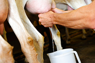 Milking of Saanen goats and chamois reared "as they once were" in the Capre al Pascolo farm, stable, dairy and sales point, Pianvignale hamlet, Ligurian Alps, Cuneo, Piedmont, Italy, Europe