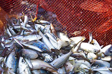 Fishing for Ciciarello, a type of blue fish, with the seine net. Noli, Savona, Liguria, Italy