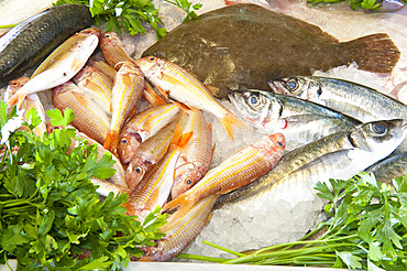 The fish market Pescheria Clelia, in the photo the catch of the day, via Colombo 106; Noli, Savona, Liguria, Italy