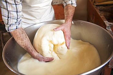 Processing of Ragusano DOP cheese with milk from Modica cows at the Floridia dairy. Ispica, Ragusa, Sicily, Italy, Europe.