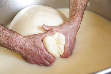 Processing of Ragusano DOP cheese with milk from Modica cows at the Floridia dairy. Ispica, Ragusa, Sicily, Italy, Europe.