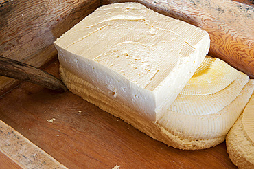 Processing of Ragusano DOP cheese with milk from Modica cows at the Floridia dairy. Ispica, Ragusa, Sicily, Italy, Europe.