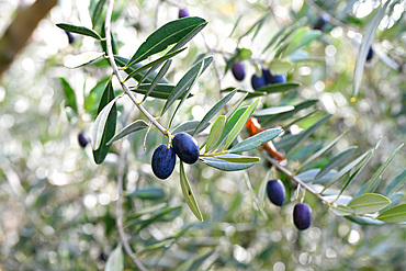 Olive harvest, Varenna, Lake Como, Lombardy, Italy, Europe