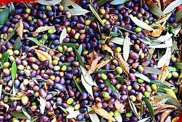 Olive harvest, Varenna, Lake Como, Lombardy, Italy, Europe