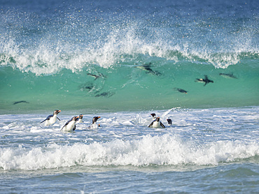 Coming ashore on Saunders Island. Rockhopper Penguin (Eudyptes chrysocome), subspecies Southern Rockhopper Penguin (Eudyptes chrysocome chrysocome). South America, Falkland Islands, January