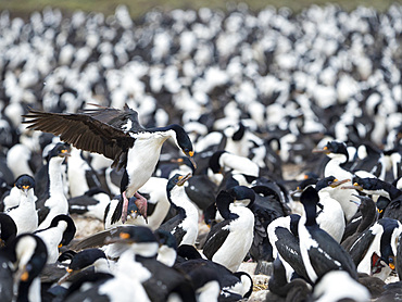 Landing in a huge colony. Imperial Shag also called King Shag, blue-eyed Shag, blue-eyed Cormorant (Phalacrocorax atriceps or Leucarbo atriceps). South America, Falkland Islands, January