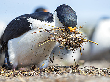 Gathering of nesting material. Imperial Shag also called King Shag, blue-eyed Shag, blue-eyed Cormorant (Phalacrocorax atriceps or Leucarbo atriceps). South America, Falkland Islands, January