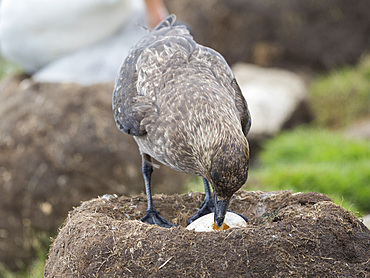 On nest eating egg of Black-browed albatross (Thalassarche melanophris). Falkland Skua or Brown Skua (Stercorarius antarcticus, exact taxonomy is under dispute). They are the great skuas of the southern polar and subpolar region. South America, Falkland Islands, January