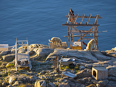 Sled dogs in the town Uummannaq in the north of west greenland. The dogs are still used to pull sleds for the local fishermen during winter. The town Uummannaq in the north of West Greenland, located on an island in the Uummannaq Fjord System. America, North America, Greenland