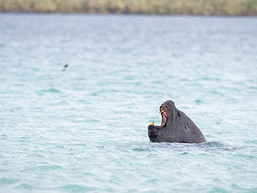 Young bull huntig for Gentoo penguins. The hunt happens on the beach not in water. South American sea lion (Otaria flavescens, formerly Otaria byronia), also called the Southern Sea Lion or Patagonian sea lion. South America, Falkland Islands