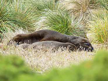 Bull and female in tussock belt. South American sea lion (Otaria flavescens, formerly Otaria byronia), also called the Southern Sea Lion or Patagonian sea lion. South America, Falkland Islands