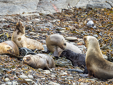 Females in colony on pebble beach. South American sea lion (Otaria flavescens, formerly Otaria byronia), also called the Southern Sea Lion or Patagonian sea lion. South America, Falkland Islands