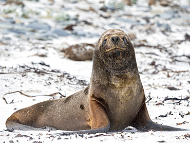 Young bull on sandy beach. South American sea lion (Otaria flavescens, formerly Otaria byronia), also called the Southern Sea Lion or Patagonian sea lion. South America, Falkland Islands