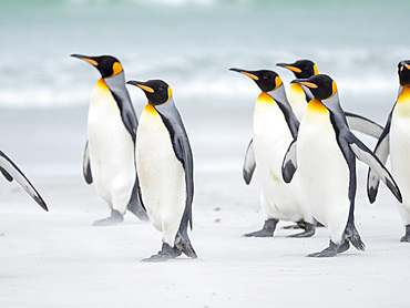 King Penguin (Aptenodytes patagonicus) on the Falkland Islands in the South Atlantic. South America, Falkland Islands, January