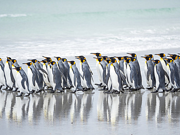 King Penguin (Aptenodytes patagonicus) on the Falkland Islands in the South Atlantic. South America, Falkland Islands, January