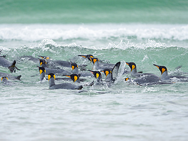 King Penguin (Aptenodytes patagonicus) on the Falkland Islands in the South Atlantic. South America, Falkland Islands, January