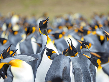 Adult runnig through rookery while being pecked at by neighbours. King Penguin (Aptenodytes patagonicus) on the Falkland Islands in the South Atlantic. South America, Falkland Islands, January